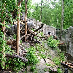Sun Bear exhibit at Jihlava, 31/05/10