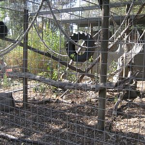 White-handed Gibbon cage