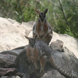 Yellow-footed Rock Wallaby
