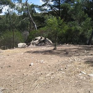 Yellow-footed Rock Wallaby enclosure