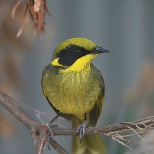 Yellow-tufted Honeyeater