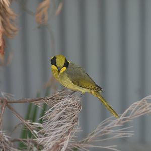 Yellow-tufted Honeyeater