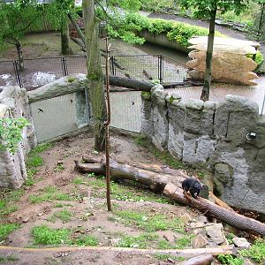 Sun Bear exhibit at Jihlava, 31/05/10