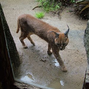 Caracal at Jihlava, 31/05/10