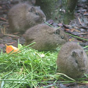 Wild Cavies at Jihlava, 31/05/10
