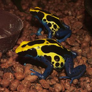 Dyeing Poison Arrow Frog at Jihlava, 31/05/10