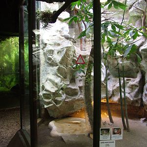 Cuban Iguana exhibit at Jihlava, 31/05/10