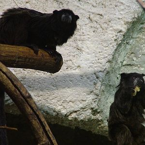 Tamarins at Jihlava, 31/05/10
