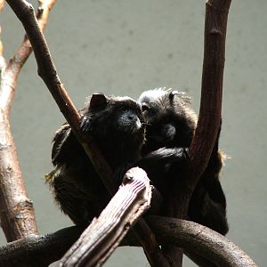 Tamarins at Jihlava, 31/05/10