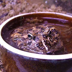 Ornate Horned Frog at Jihlava, 31/05/10