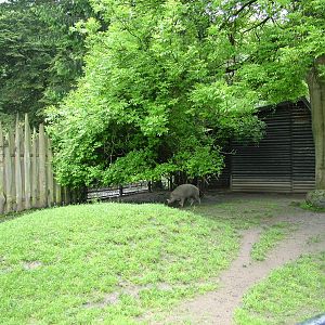 Babirusa paddock at Jihlava, 31/05/10