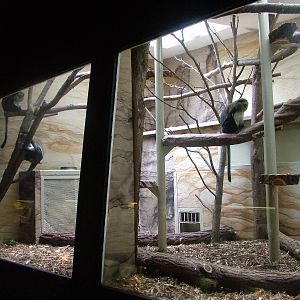 Indoor Monkey exhibit at Jihlava, 31/05/10