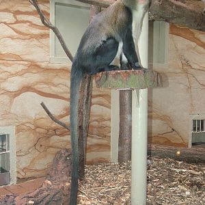 Campbell's Guenon at Jihlava, 31/05/10