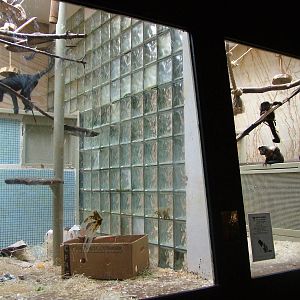 Indoor Monkey Exhibits at Jihlava, 31/05/10