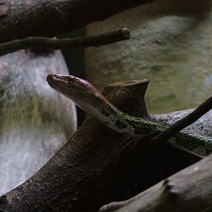 Moellendorfs Ratsnake at Jihlava, 31/05/10