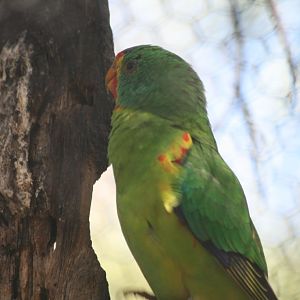 Swift Parrot