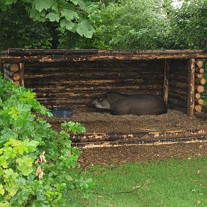 Lowloand tapir