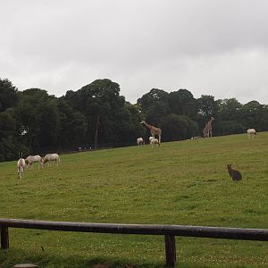 mixed Rothschild giraffe, scimitar horned oryx, zebra and ostrich enclosure