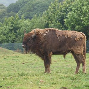 European Bison