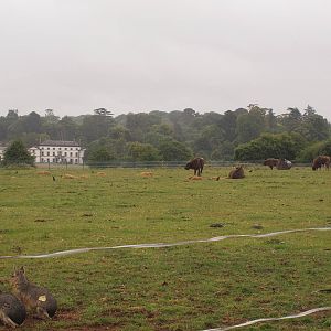 view from bison enclosure to Fota house