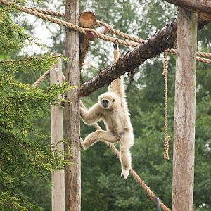 Lar gibbon
