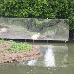 flamingo enclosure with mirrors