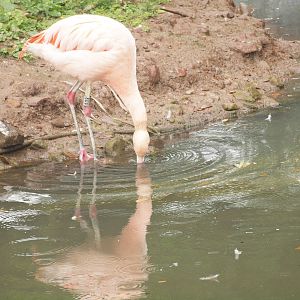 flamingo feeding for natural shrimps