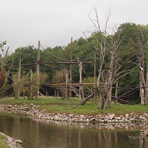 agile gibbon and colobus islands