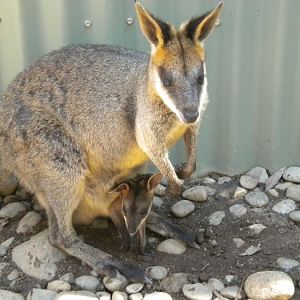 Wallaby
