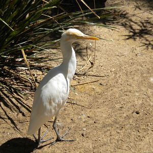 Egret