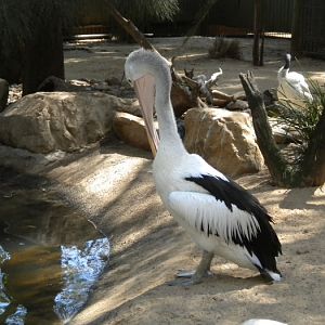 Pelican.