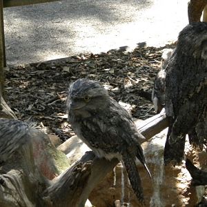 Tawny frogmouth.