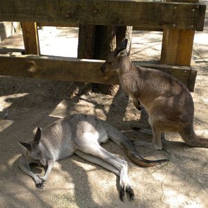Kangaroos.