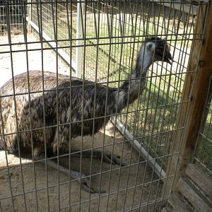 Emu