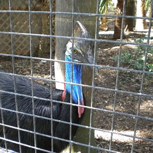 Cassowary.