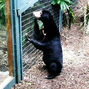 Male Sun Bear
