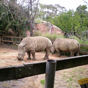 Southern White Rhinos