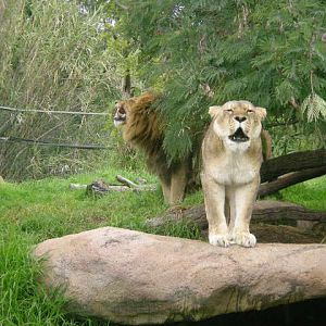 African Lions