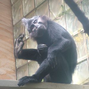 Black Mangabey at Jihlava, 31/05/10