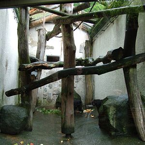 Tonkean Macaque exhibit at Jihlava, 31/05/10
