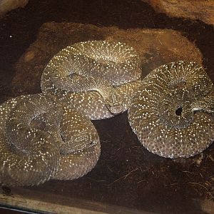 Uracoan Rattlesnakes at Jihlava, 31/05/10