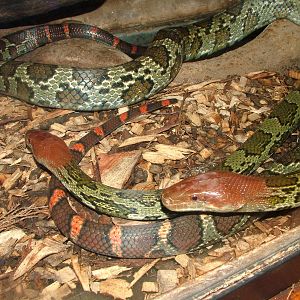 Moellendorfs Ratsnake at Jihlava, 31/05/10