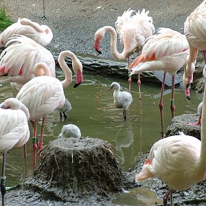 Greater Flamingos at Jihlava, 31/05/10