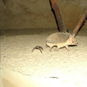 Long-eared Hedgehog at Jihlava, 31/05/10