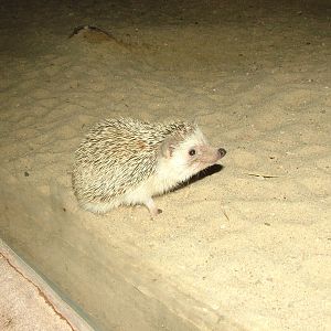 White-bellied Hedgehog at Jihlava, 31/05/10