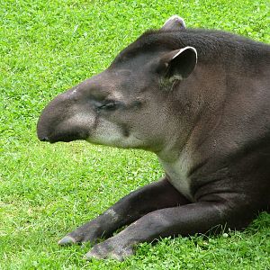 Brazilian Tapir at Jihlava, 31/05/10