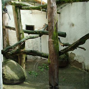 Campbell's Guenon exhibt at Jihlava, 31/05/10