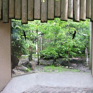 Bobcat exhibit at Jihlava, 31/05/10