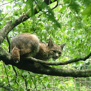 Bobcat at Jihlava, 31/05/10