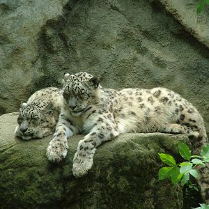 Snow Leopards at Jihlava, 31/05/10